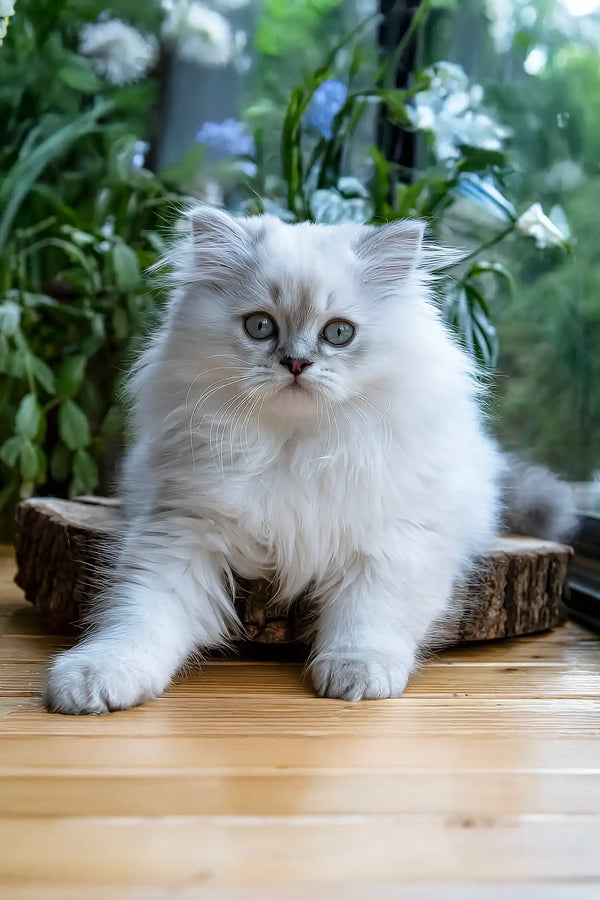 Yam | scottish straight longhair kitten