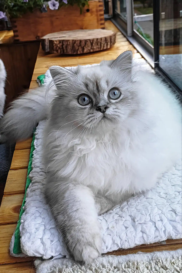 Yam | scottish straight longhair kitten