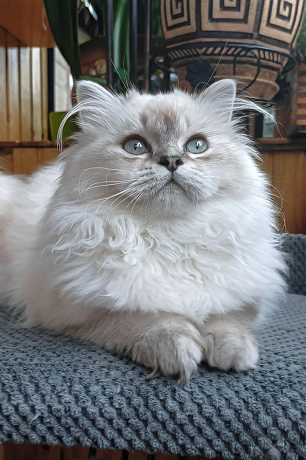 Yam | scottish straight longhair kitten