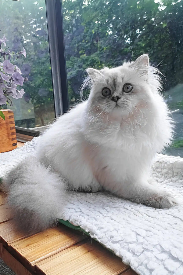 Yam | scottish straight longhair kitten