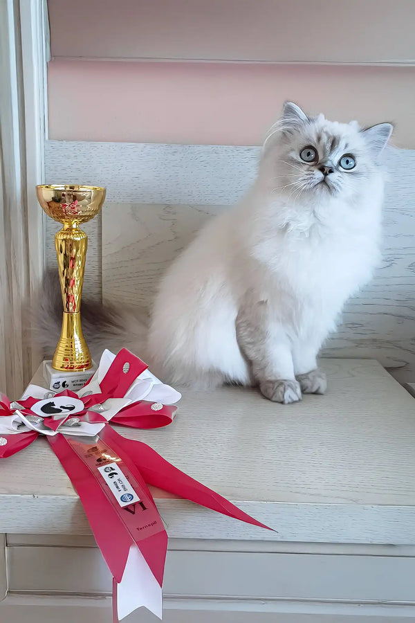 Yam | scottish straight longhair kitten