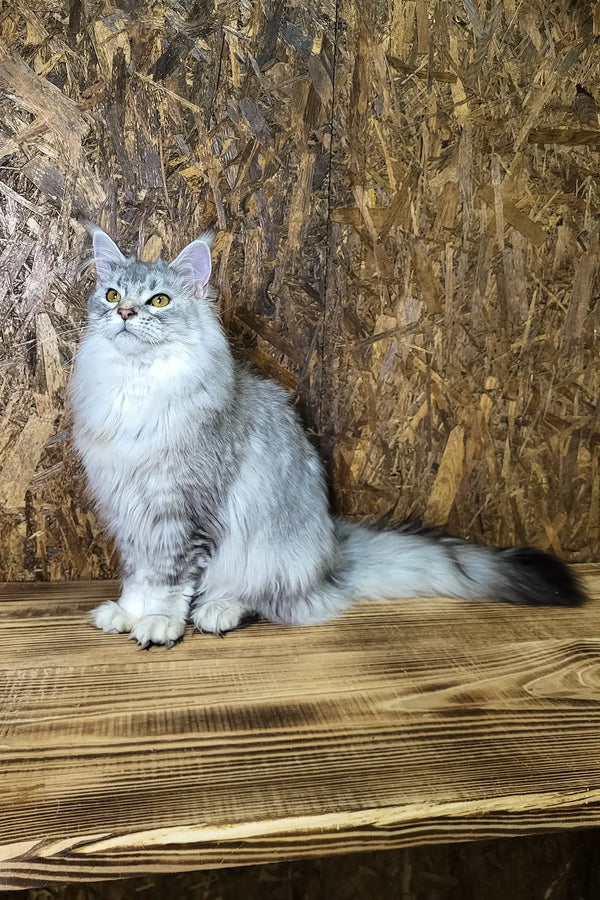 Yamaha | maine coon kitten