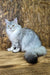 Yamaha | maine coon kitten
