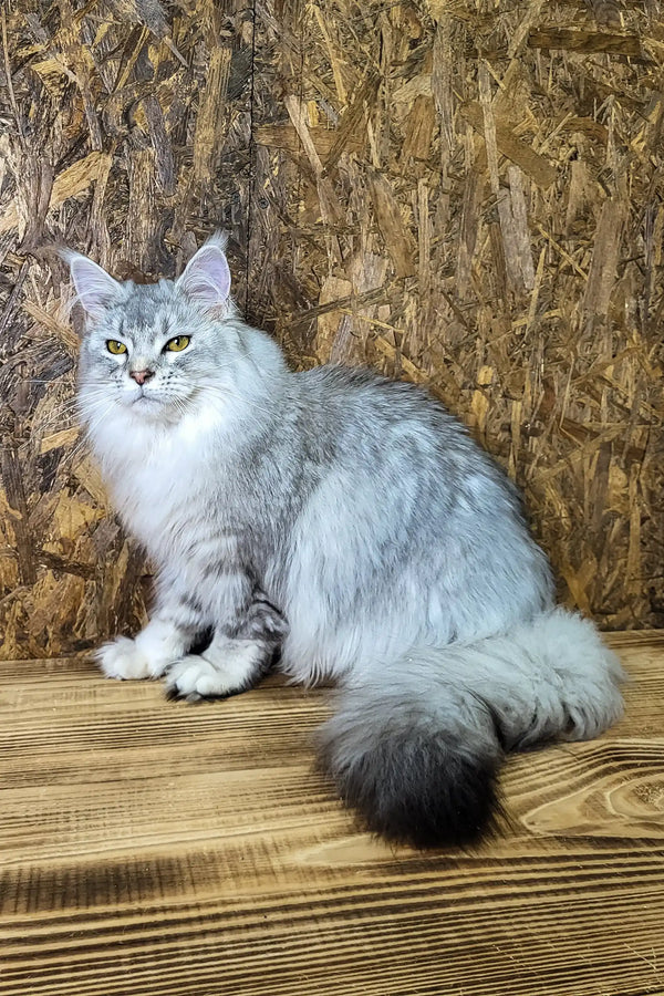 Yamaha | maine coon kitten