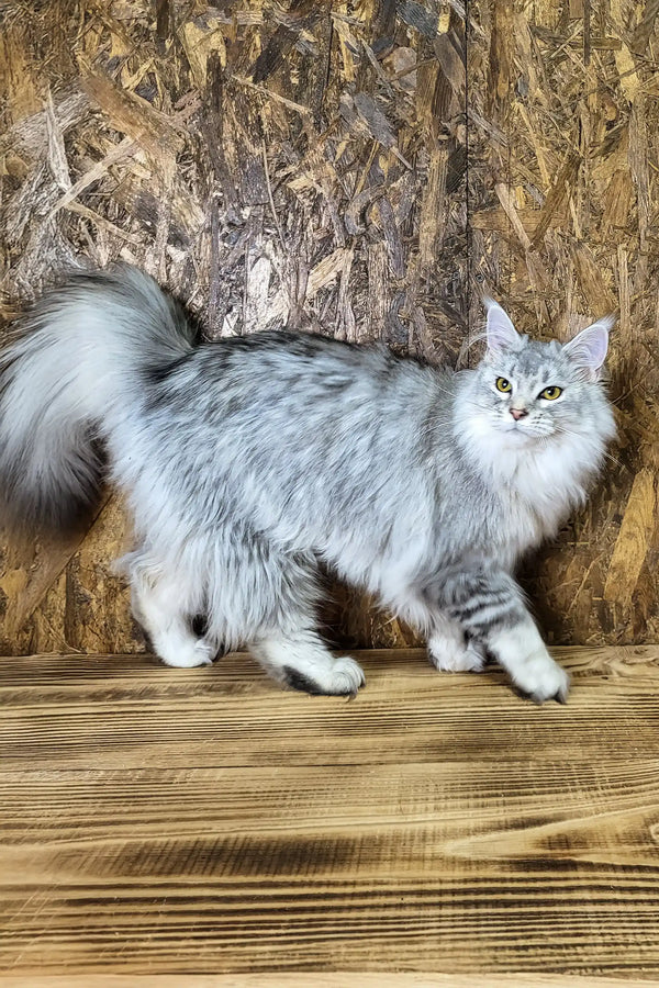 Yamaha | maine coon kitten