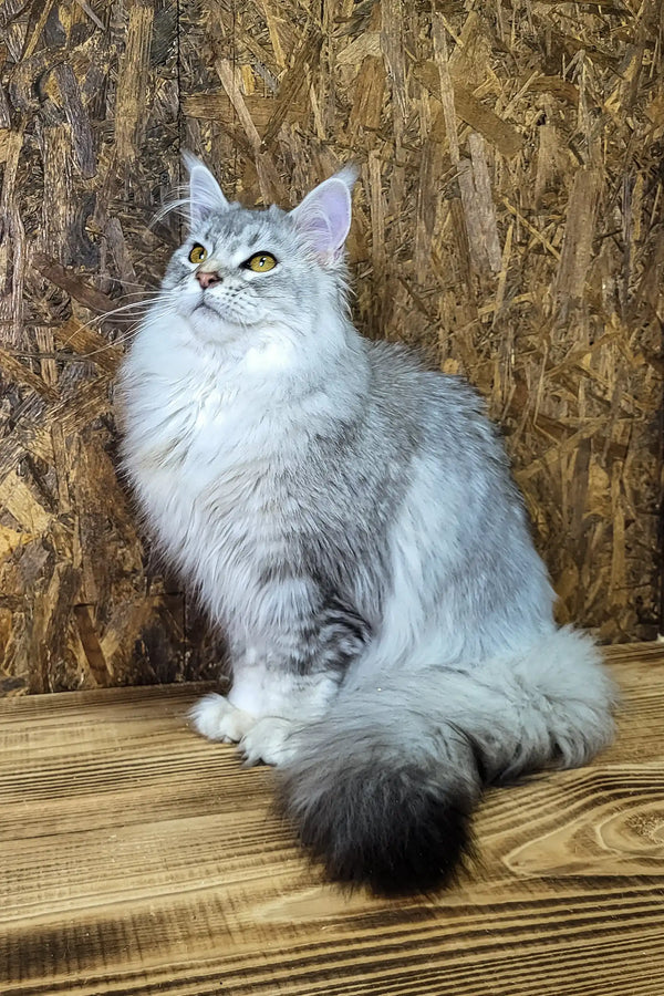 Yamaha | maine coon kitten