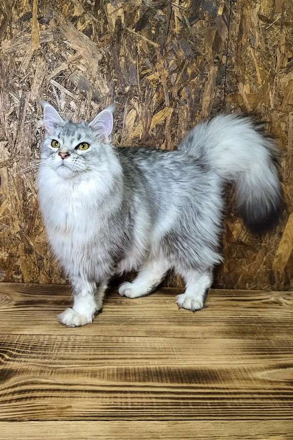 Yamaha | maine coon kitten