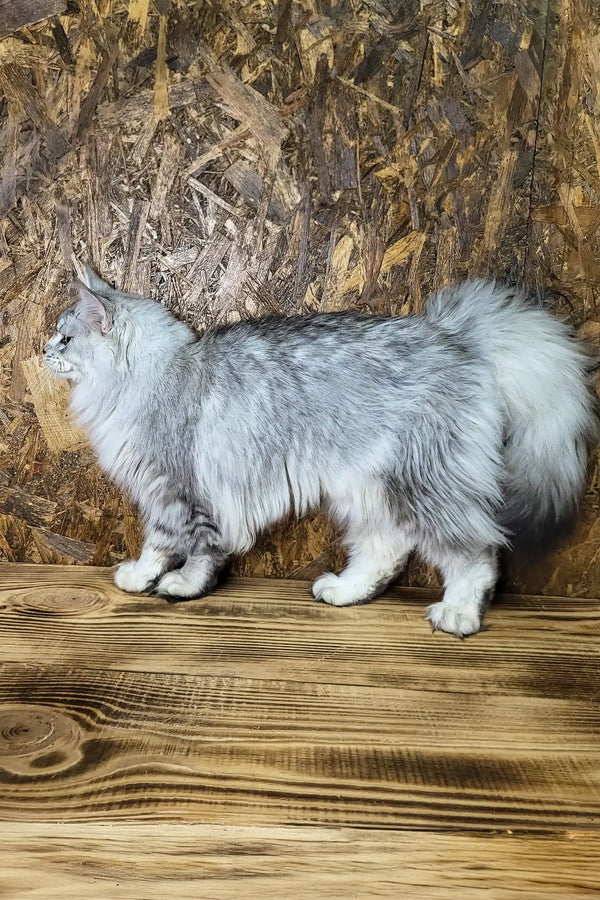 Yamaha | maine coon kitten