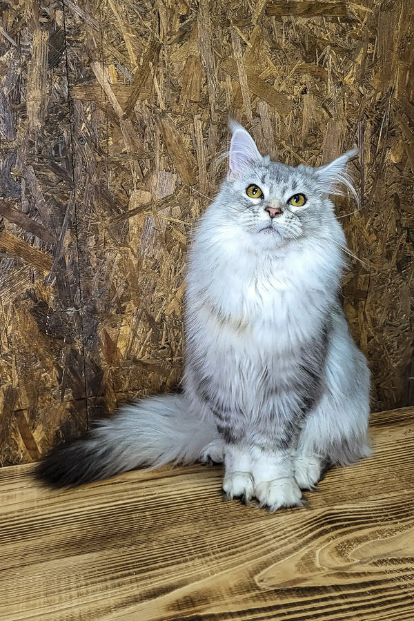 Yamaha | maine coon kitten