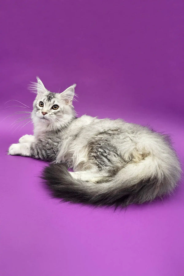 Silver tabby Maine Coon cat featured in Yamaha Maine Coon Kitten product display