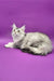 Silver tabby Maine Coon kitten in the Yamaha Maine Coon Kitten product display