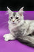 Silver tabby Maine Coon cat featured in Yamaha Maine Coon Kitten product image