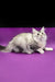 Silver tabby Maine Coon cat perfect for Yamaha Maine Coon Kitten product