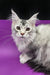 Silver Tabby Maine Coon kitten ready to play with Yamaha | Maine Coon Kitten product