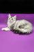 Silver tabby Maine Coon cat featured in Yamaha Maine Coon Kitten product display