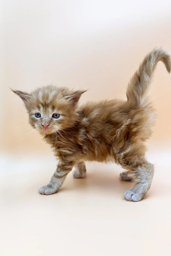 Fluffy Maine Coon kitten with blue eyes and curled tail in adorable pose