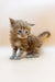 Fluffy Maine Coon kitten with stunning blue eyes, perfect for any cat lover