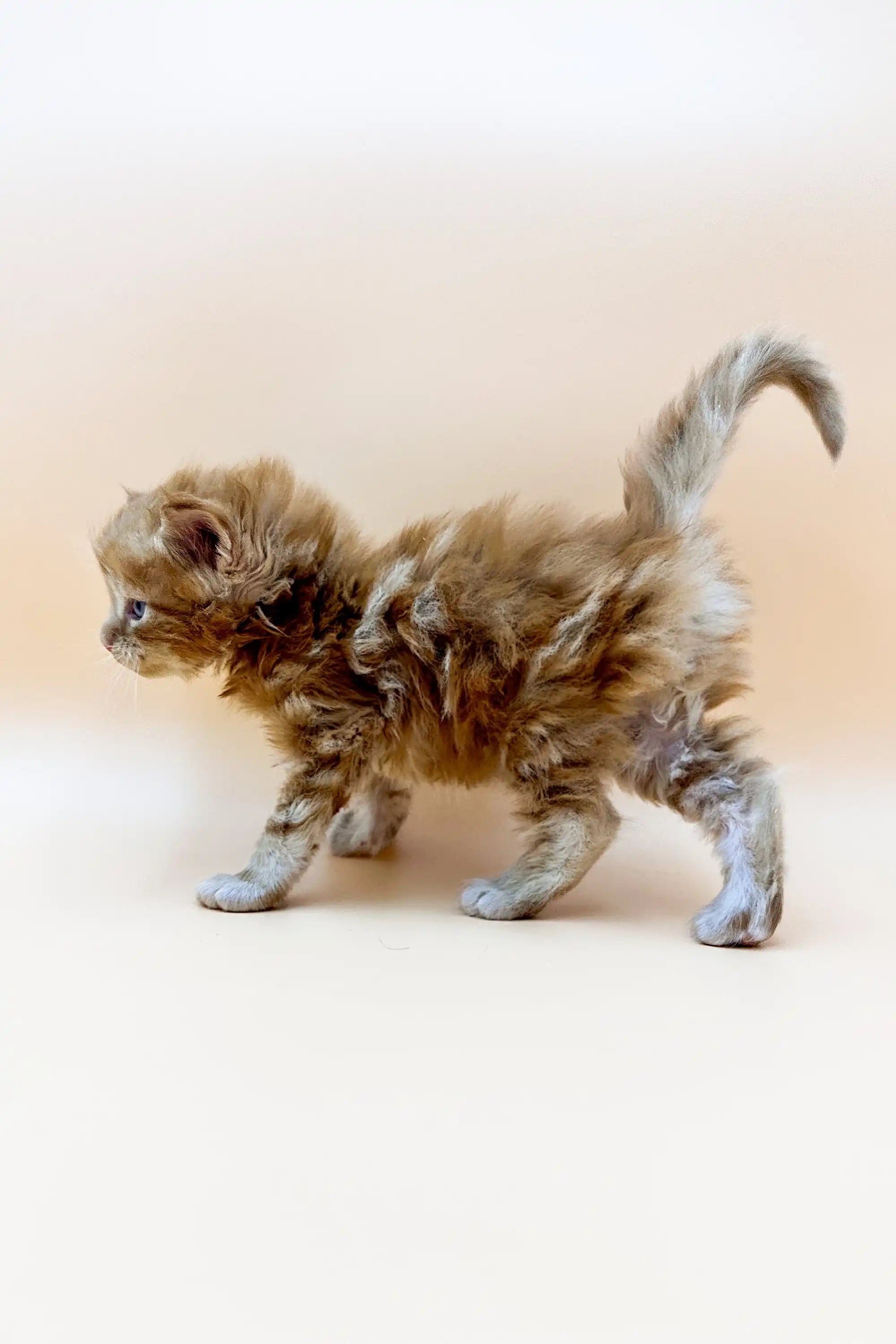 Maine Coon Kittens for Sale Yamay | Kitten