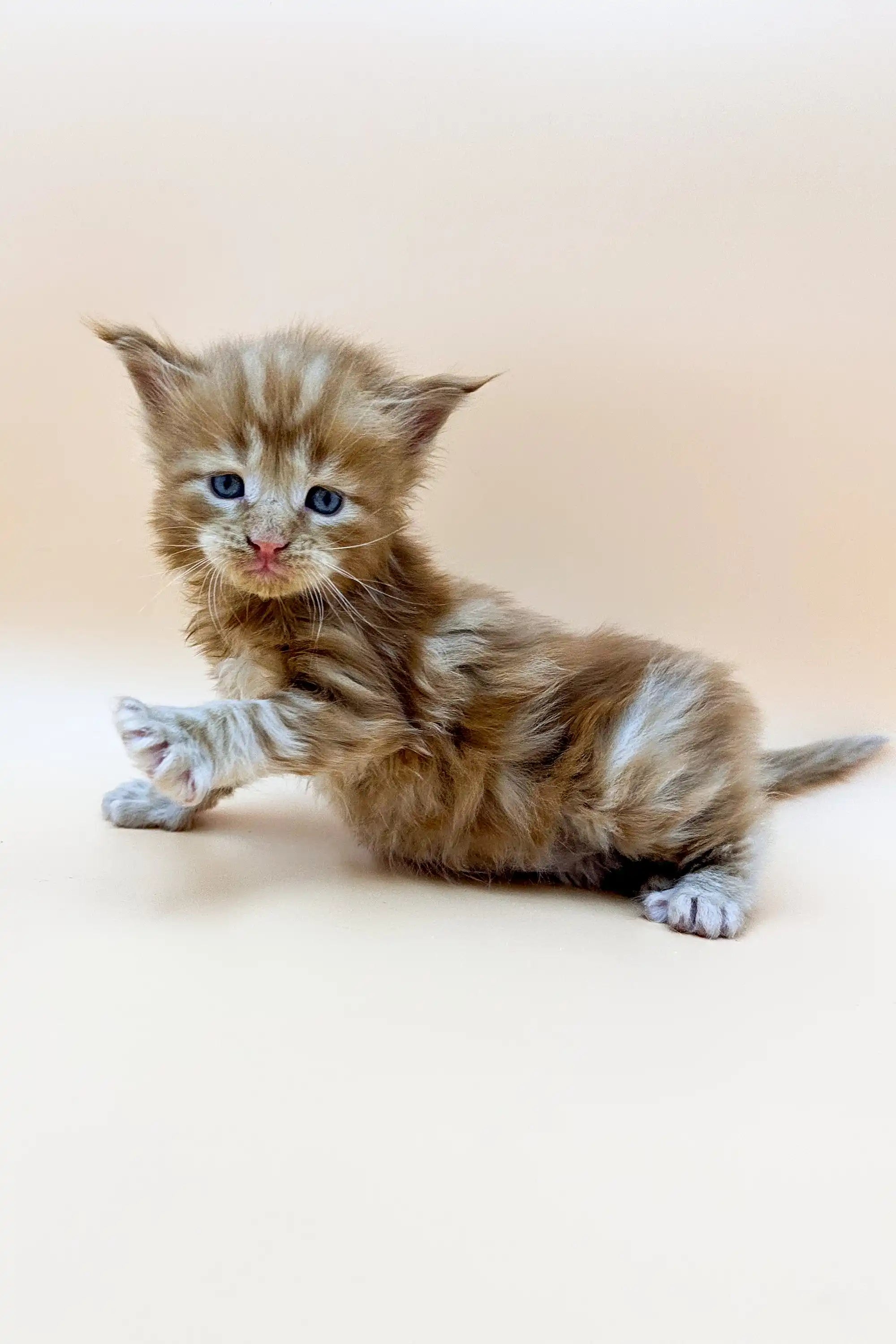 Maine Coon Kittens for Sale Yamay | Kitten