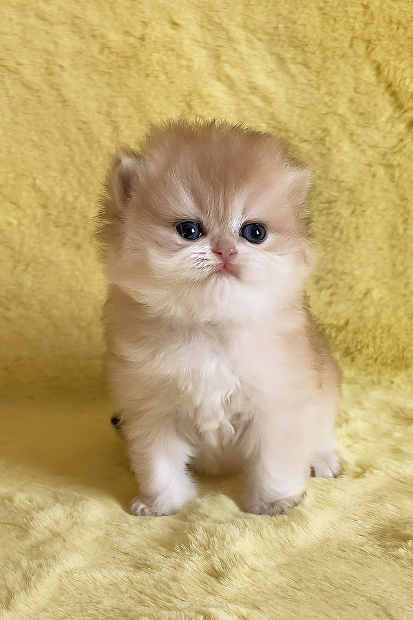Yamira | british longhair kitten