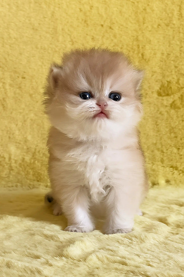Yamira | british longhair kitten