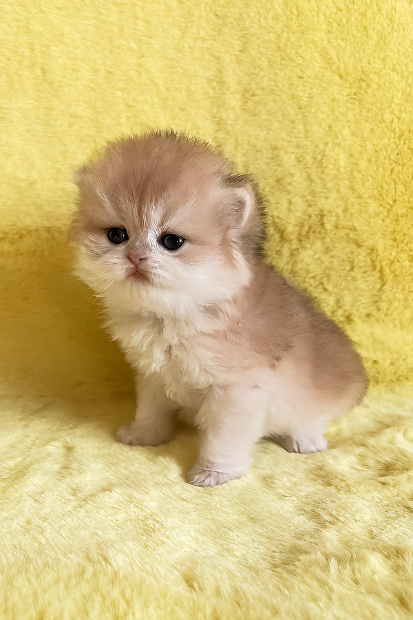 Yamira | british longhair kitten