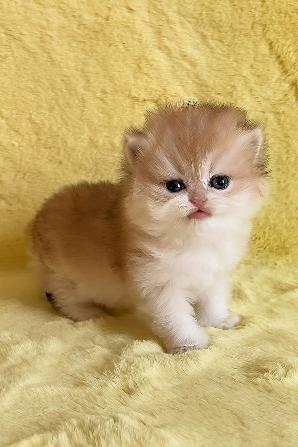 Yamira | british longhair kitten