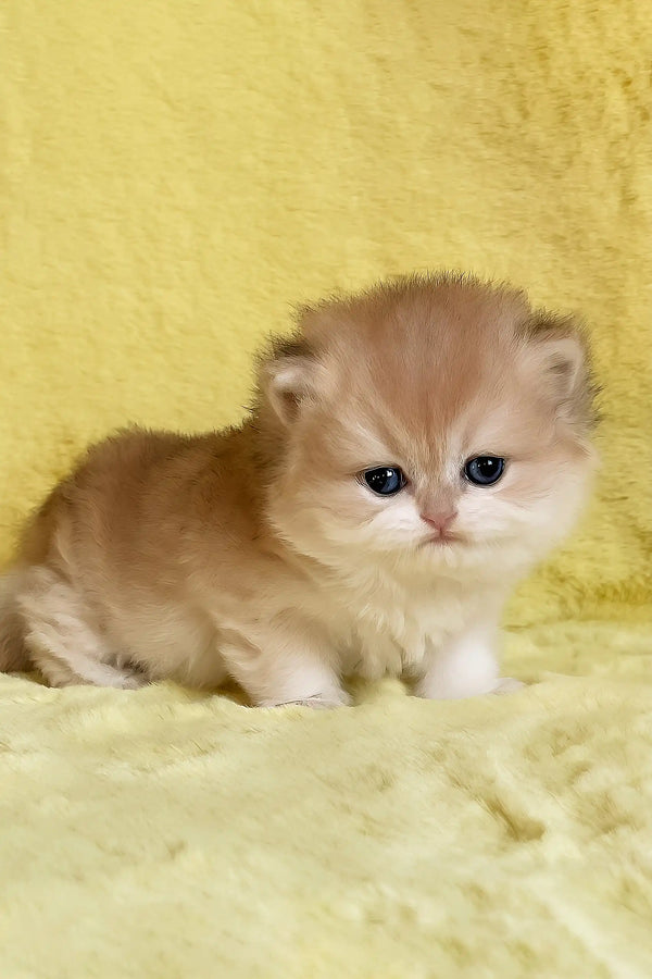 Yamira | british longhair kitten
