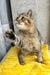 Yamira | scottish straight kitten