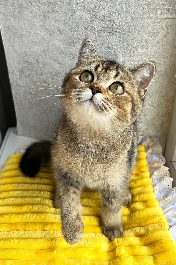 Yamira | scottish straight kitten