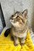 Yamira | scottish straight kitten