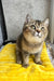 Yamira | scottish straight kitten