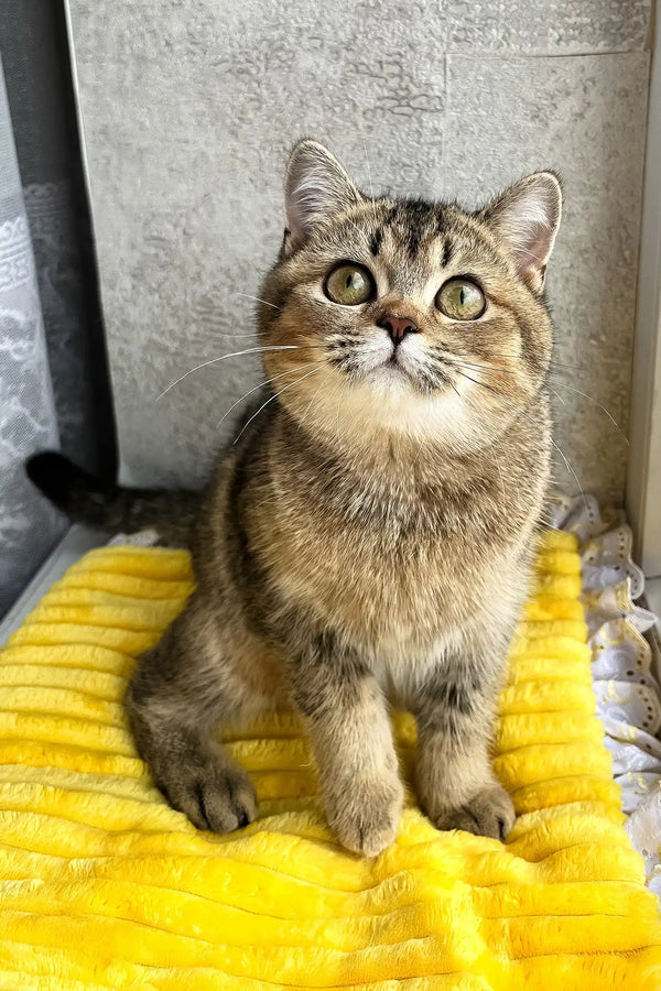Yamira | scottish straight kitten