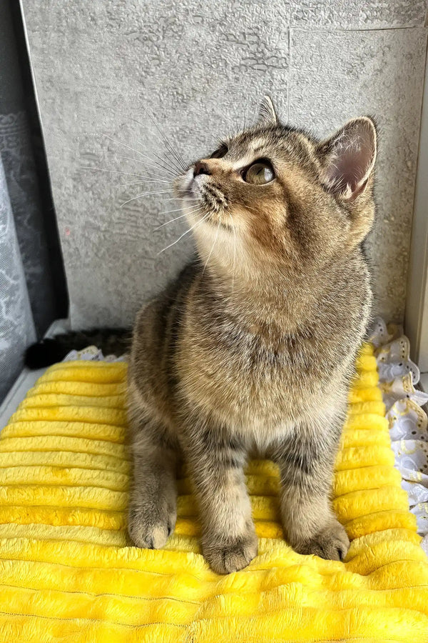 Yamira | scottish straight kitten