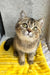Yamira | scottish straight kitten