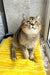 Yamira | scottish straight kitten