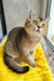 Yammy | scottish straight kitten