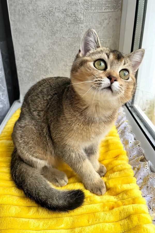 Yammy | scottish straight kitten