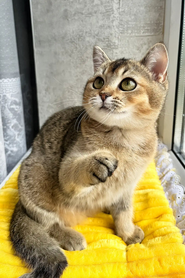 Yammy | scottish straight kitten