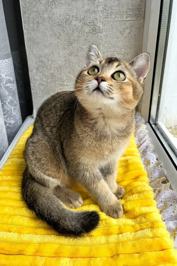 Yammy | scottish straight kitten