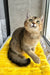 Yammy | scottish straight kitten
