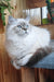Yamotto | scottish straight longhair kitten