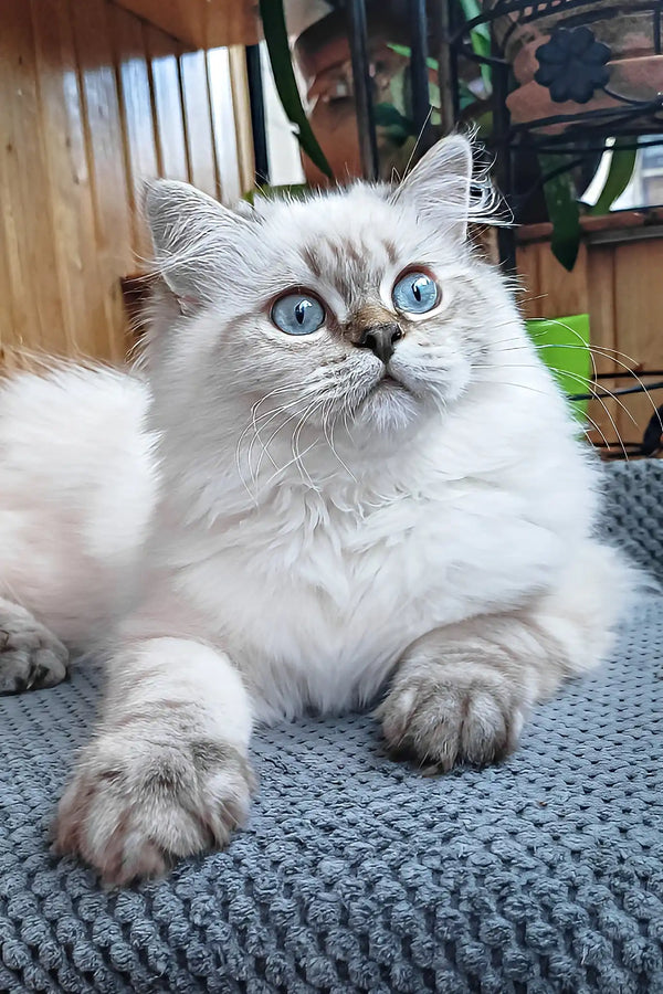 Yamotto | scottish straight longhair kitten