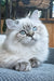 Yamotto | scottish straight longhair kitten