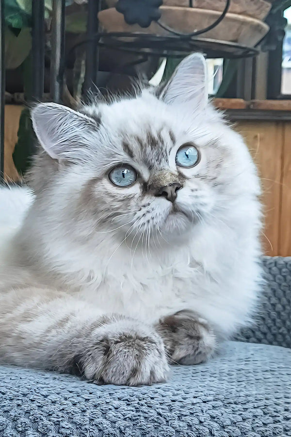 Yamotto | scottish straight longhair kitten