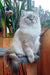 Yamotto | scottish straight longhair kitten