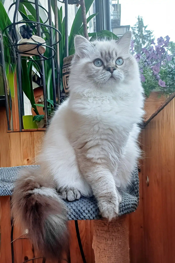 Yamotto | scottish straight longhair kitten