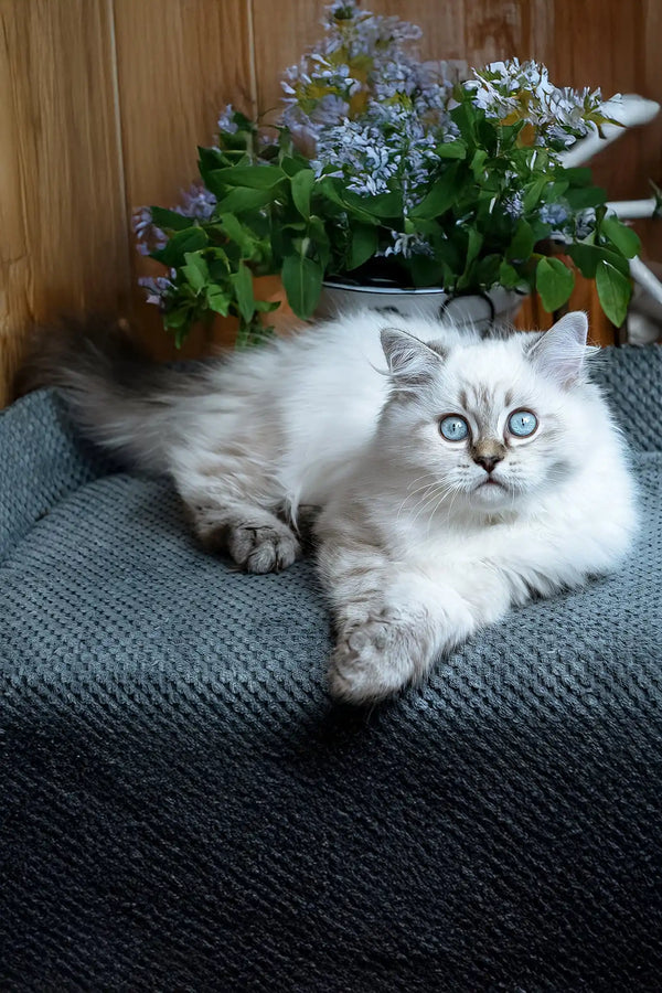 Yamotto | scottish straight longhair kitten