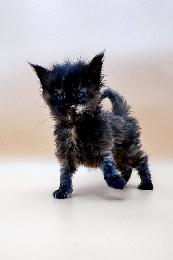 Black Maine Coon kitten with fluffy fur standing cutely on a surface