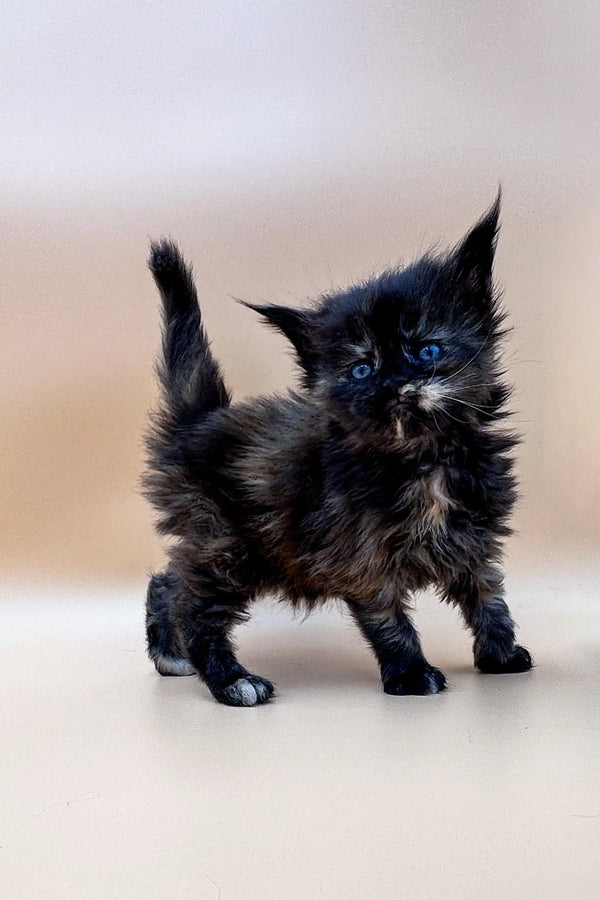 Fluffy black tortoise Maine Coon kitten with bright blue eyes standing alert